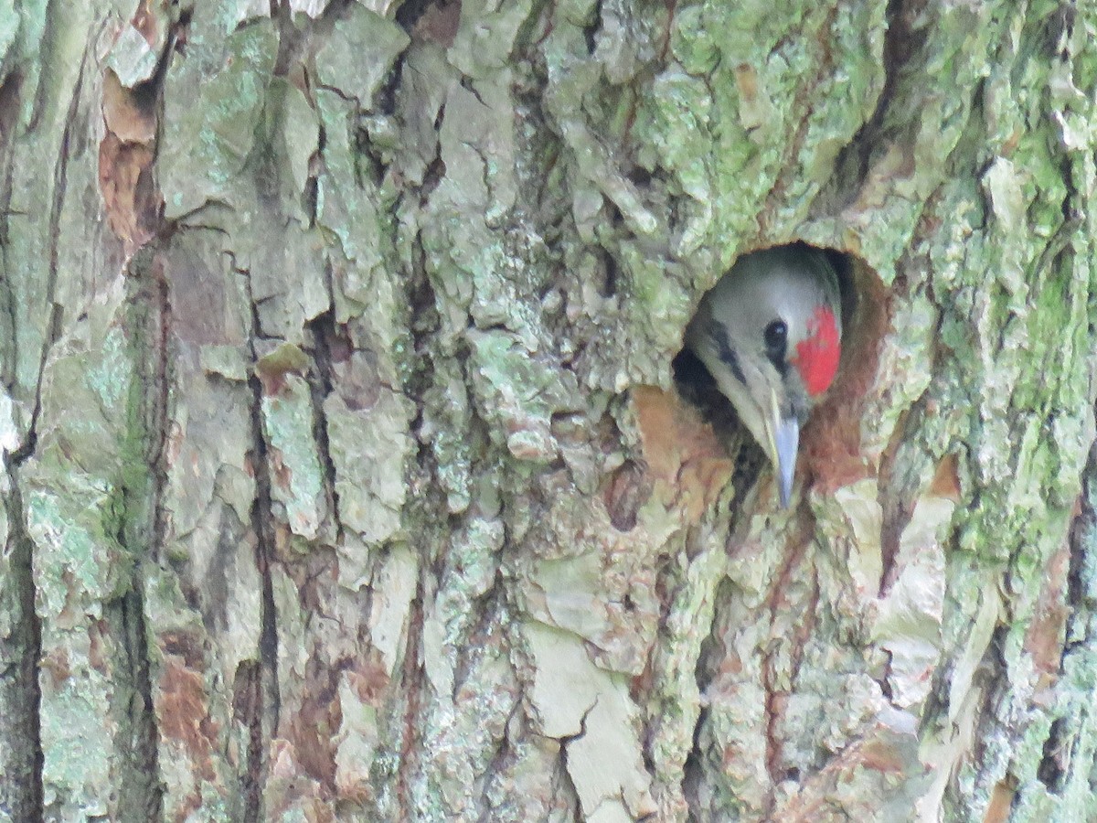 Gray-headed Woodpecker - ML612559619