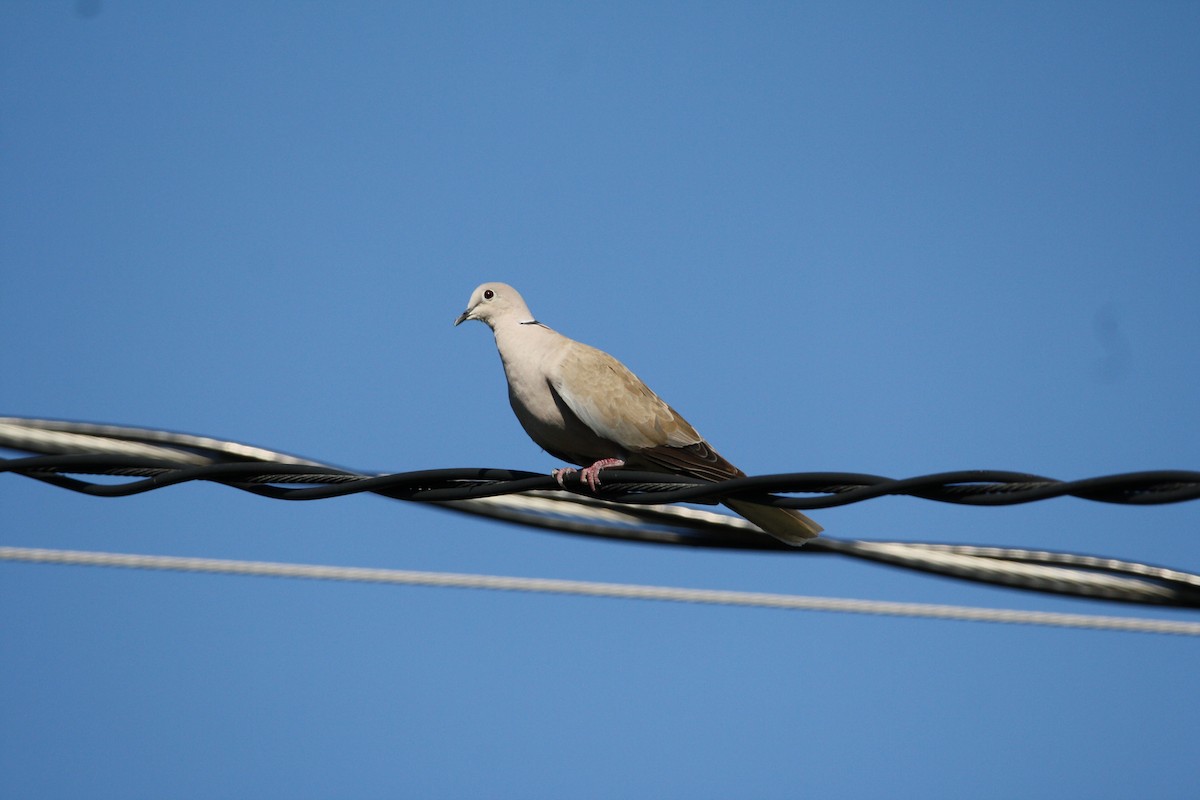 Eurasian Collared-Dove - ML612559621