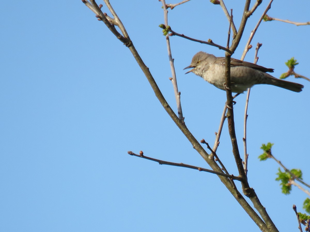 Barred Warbler - ML612559622