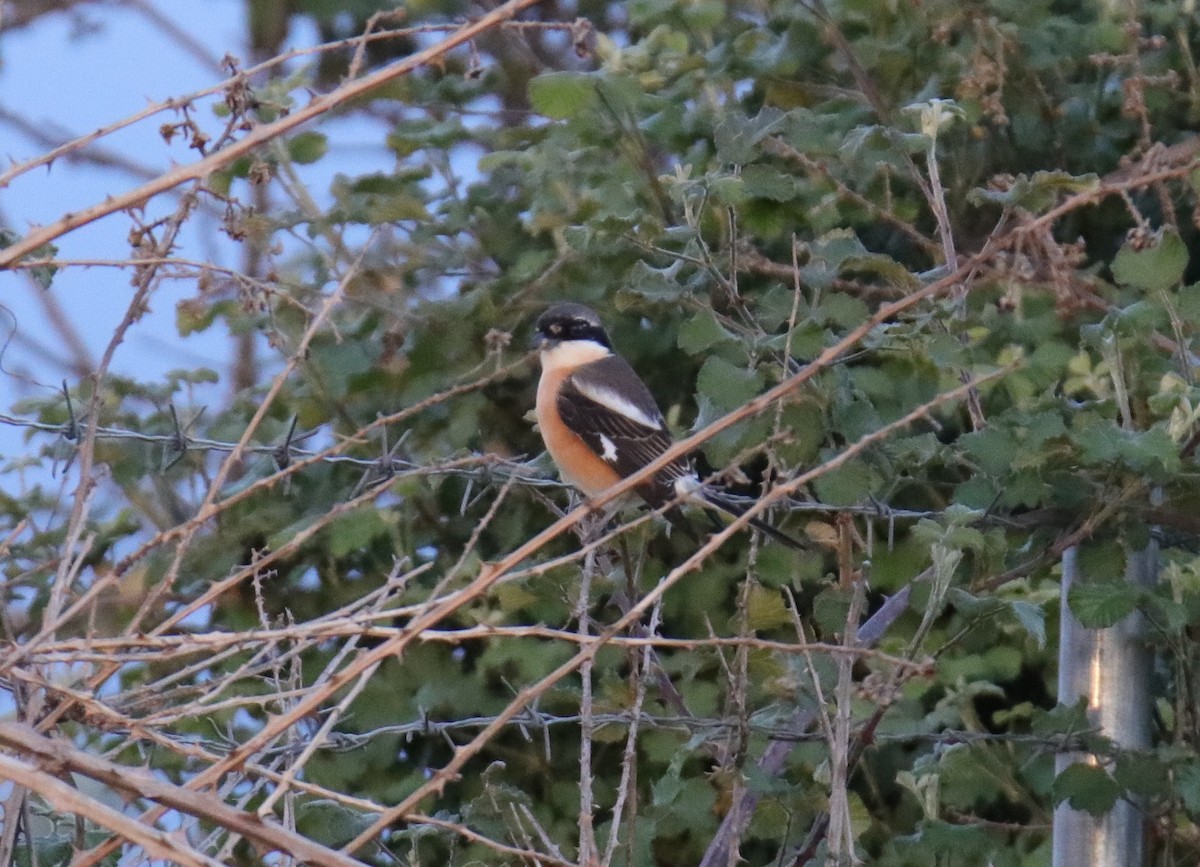 Red-backed x Woodchat Shrike (hybrid) - eBird