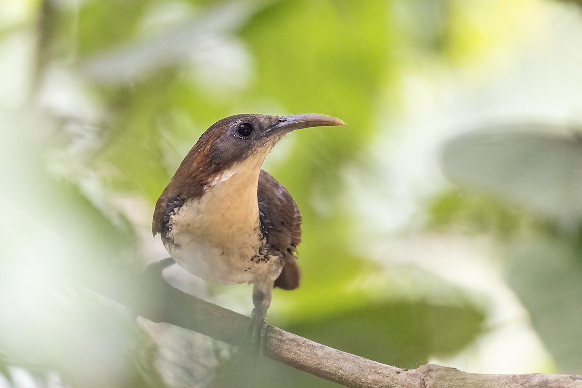 Large Scimitar-Babbler - Parthasarathi Chakrabarti