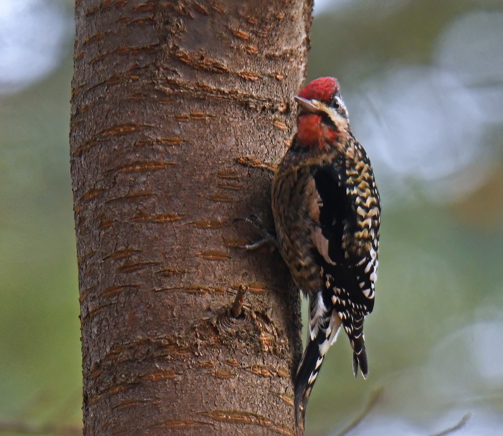 Yellow-bellied Sapsucker - Dick Horsey