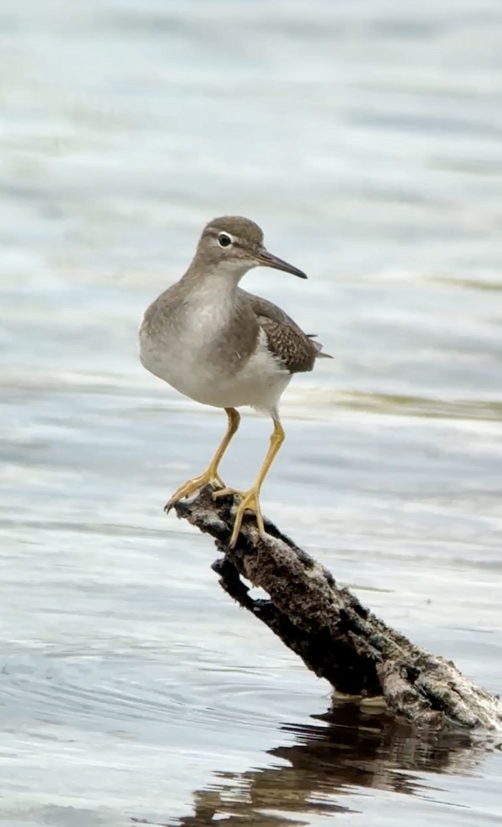 Spotted Sandpiper - ML612559680