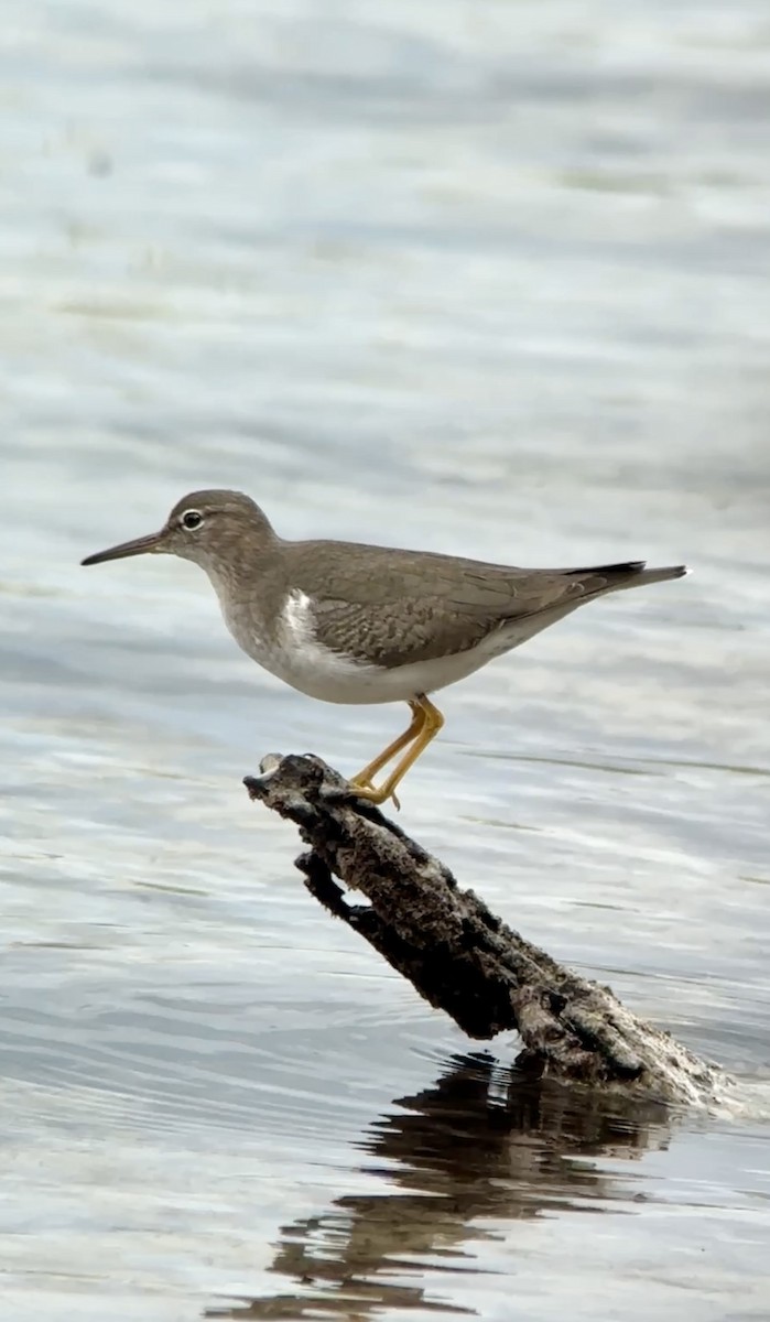 Spotted Sandpiper - ML612559683