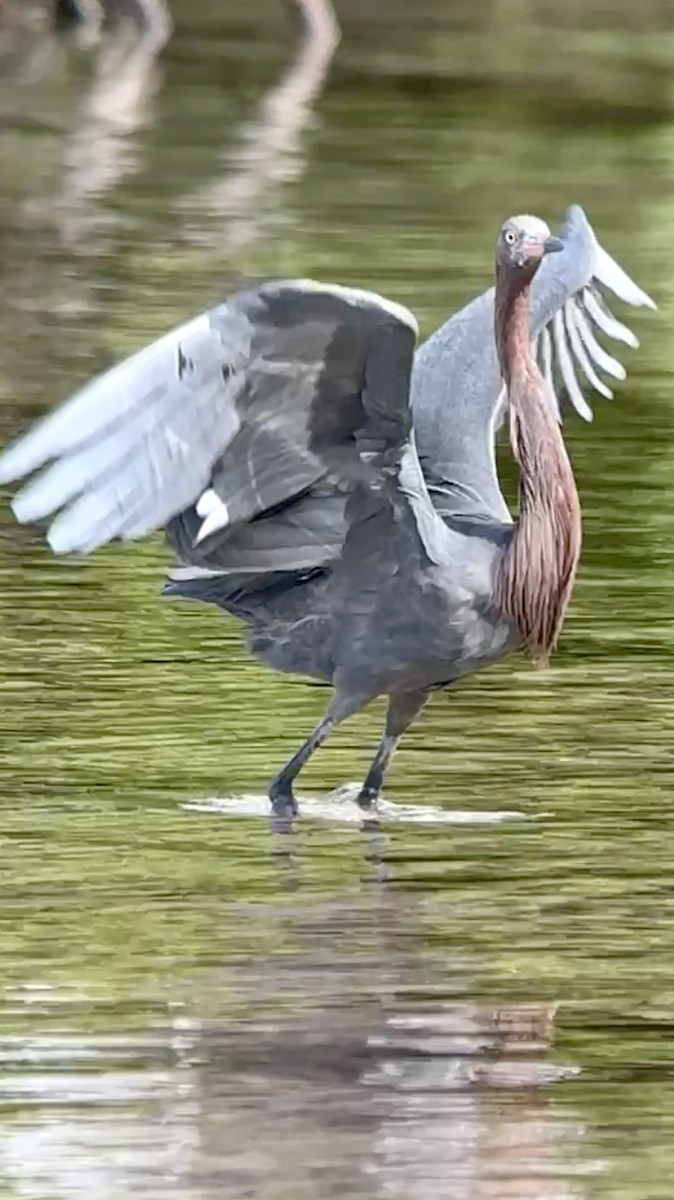 Reddish Egret - ML612559692