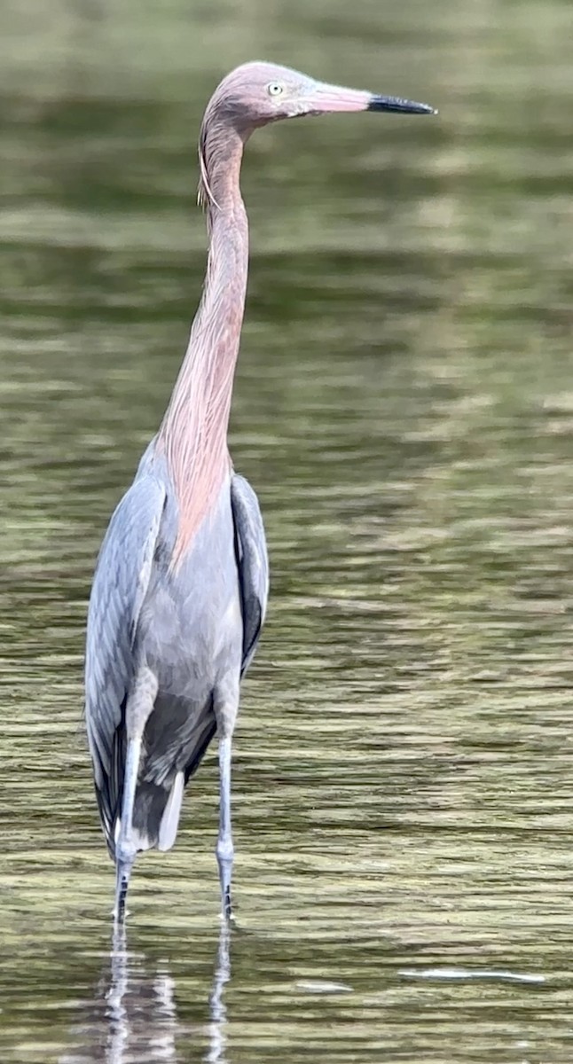 Reddish Egret - ML612559693