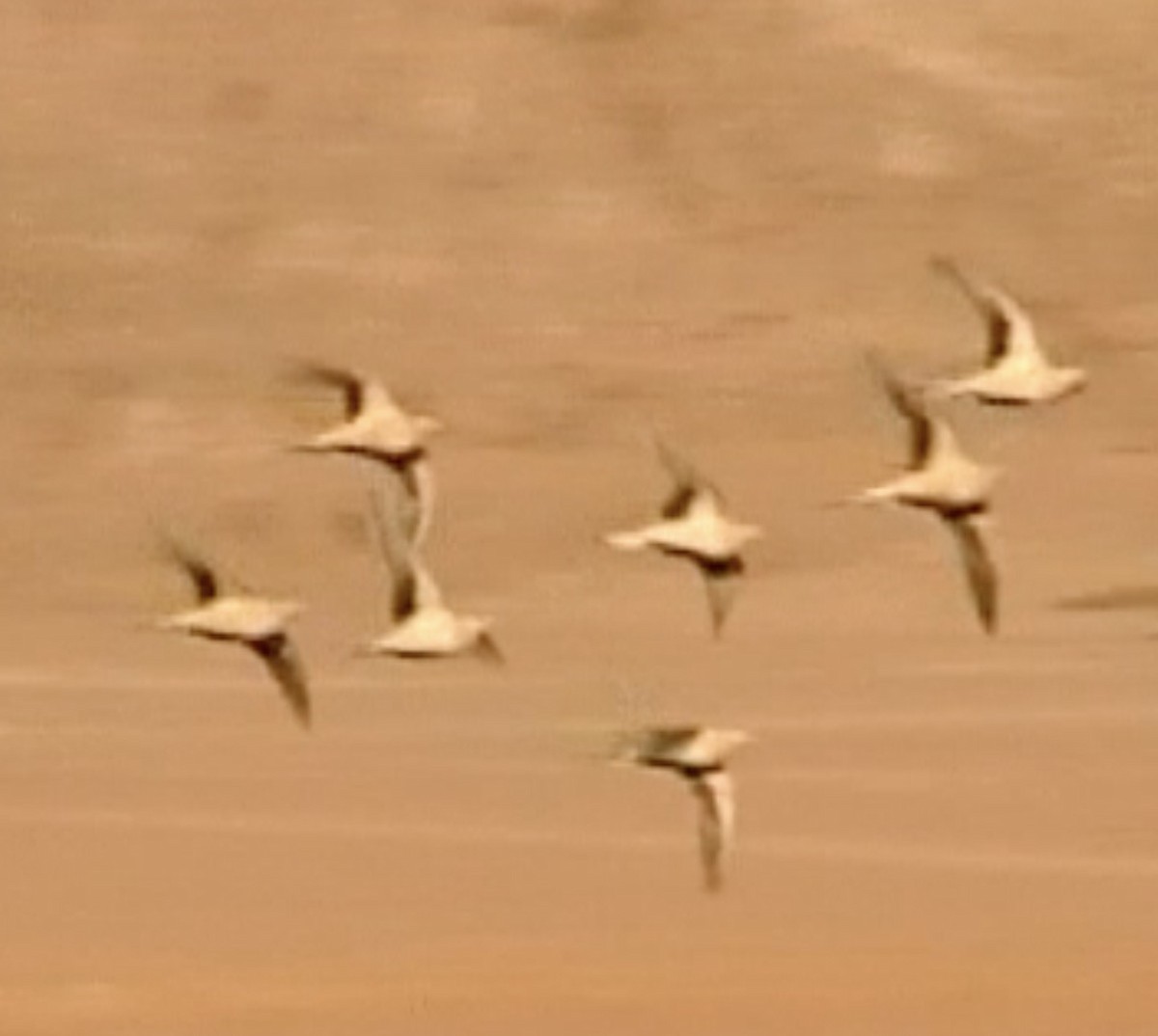 Spotted Sandgrouse - Tommy Pedersen