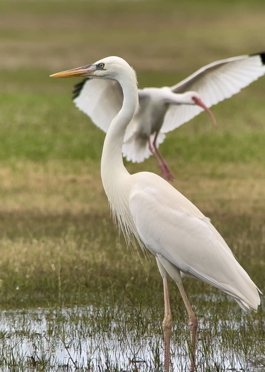 Great Blue Heron (Great White) - ML612559711