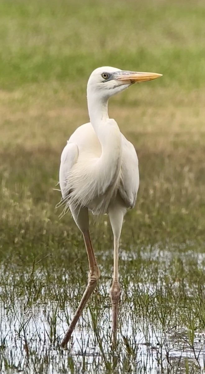 オオアオサギ（occidentalis） - ML612559714