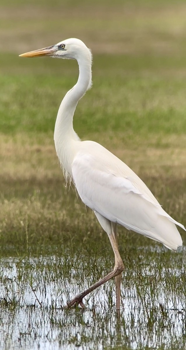 Great Blue Heron (Great White) - ML612559717