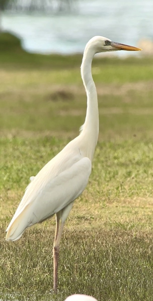 Great Blue Heron (Great White) - ML612559719