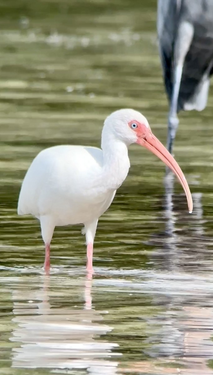 White Ibis - Soule Mary