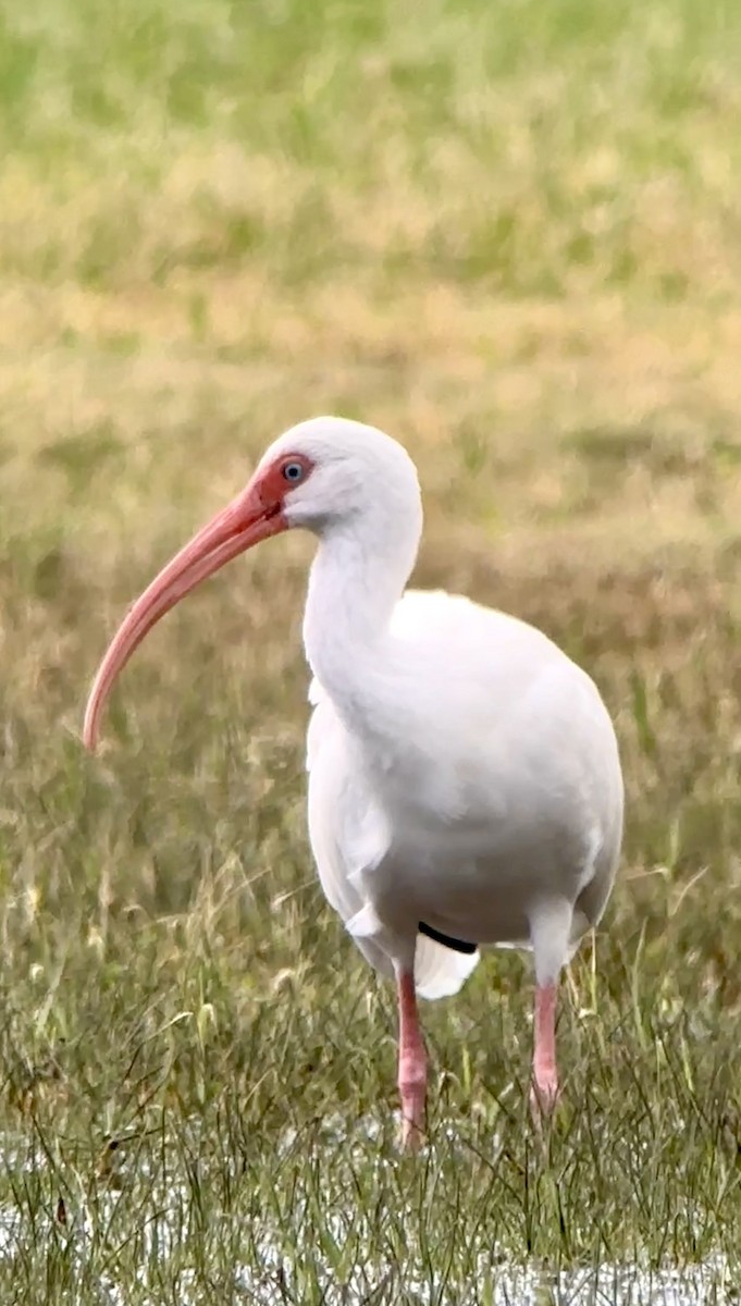 ibis bílý - ML612559725