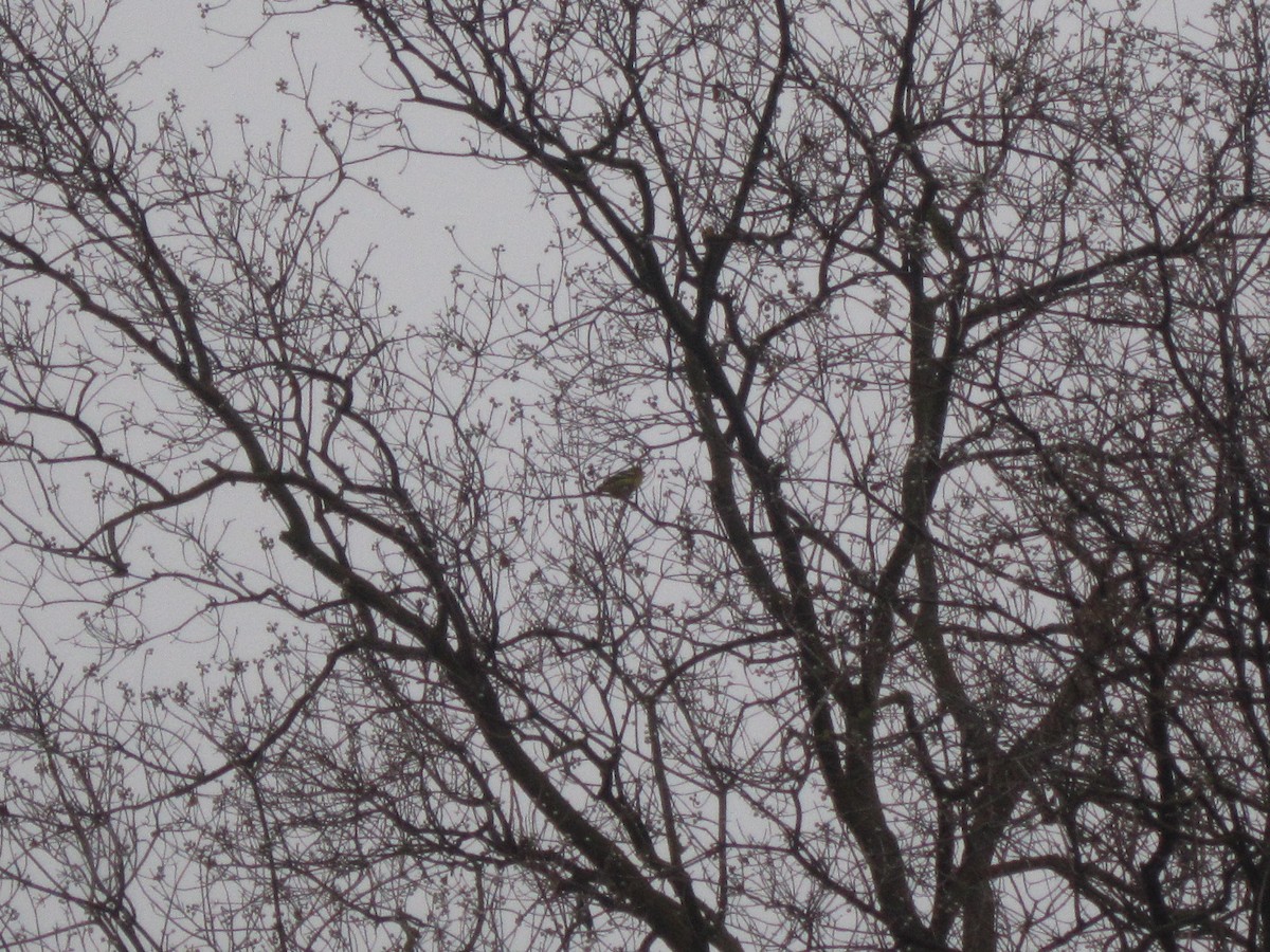 Western Tanager - Nathan Parmeter