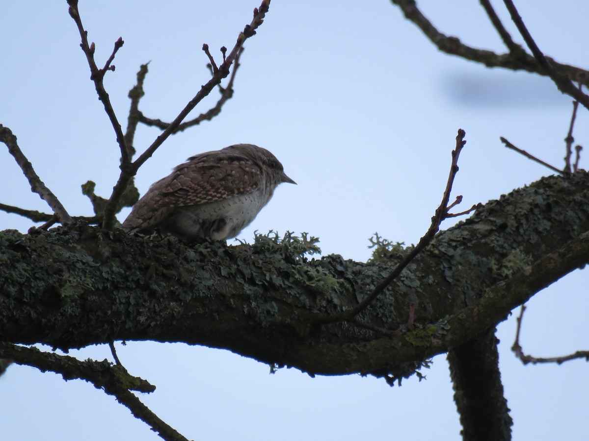 Eurasian Wryneck - ML612559830