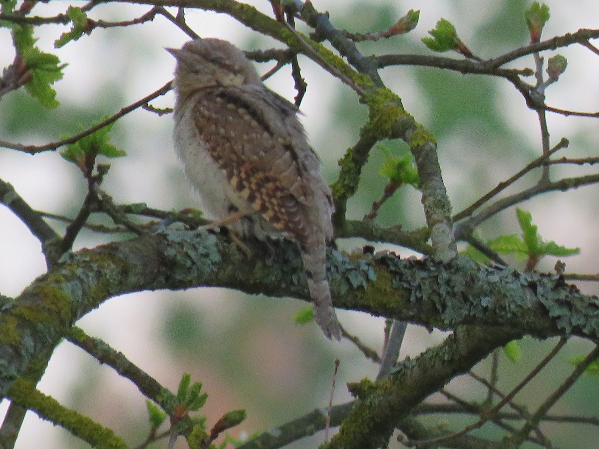Eurasian Wryneck - Daniel Booker