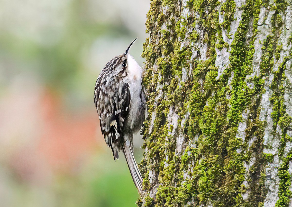 Short-toed Treecreeper - ML612559860