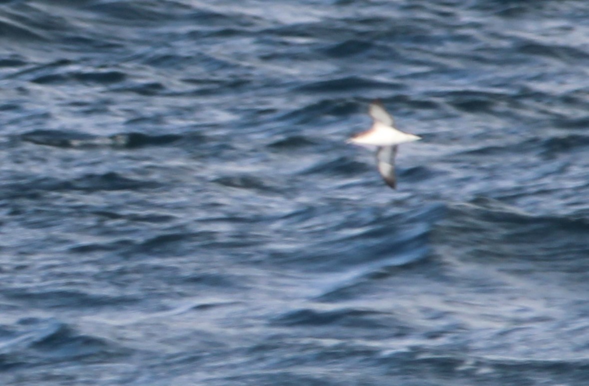 Manx Shearwater - Carolyn Sebestyen