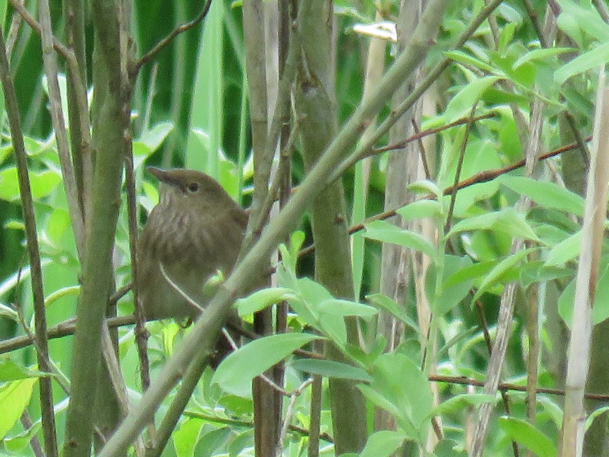 River Warbler - ML612559904