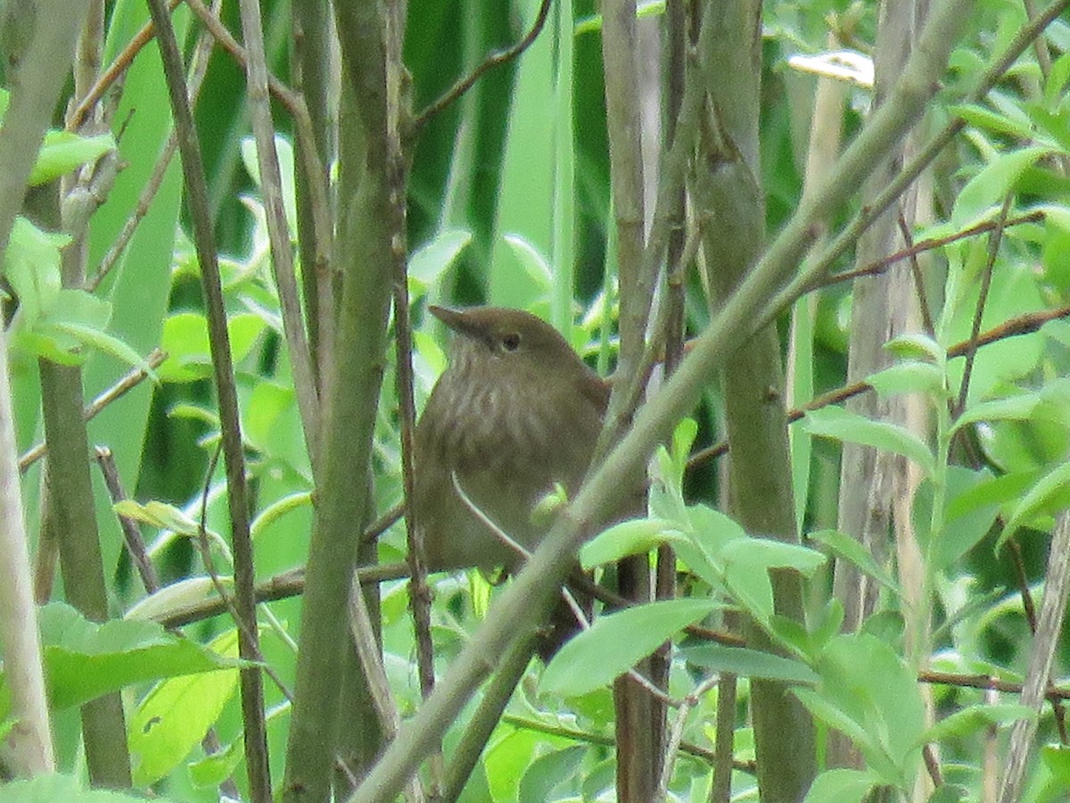 River Warbler - ML612559906