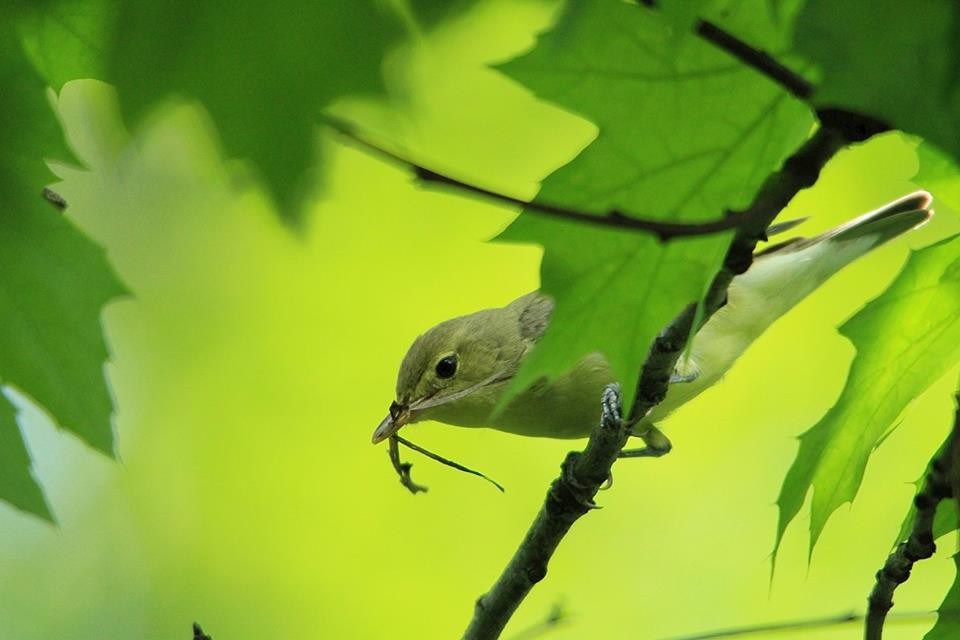 Icterine Warbler - ML612559921