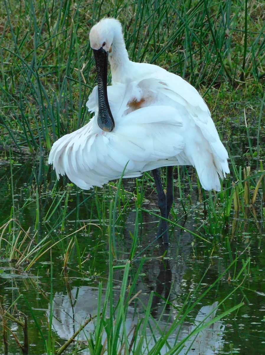 Eurasian Spoonbill - ML612559941