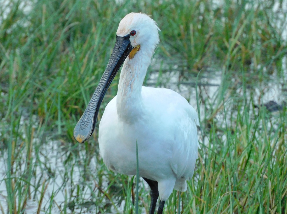 Eurasian Spoonbill - ML612559942