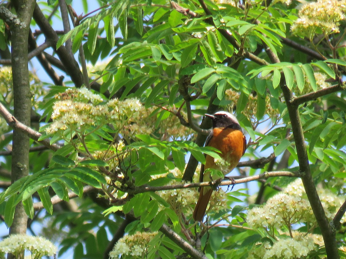 Common Redstart - ML612559949