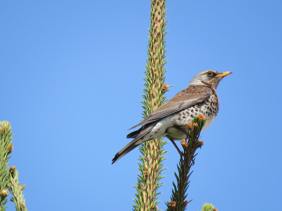 Fieldfare - ML612559960