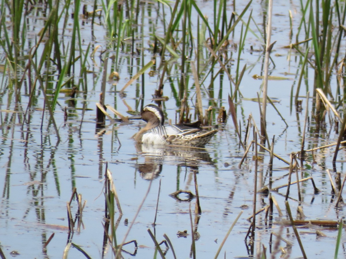 Garganey - ML612560011