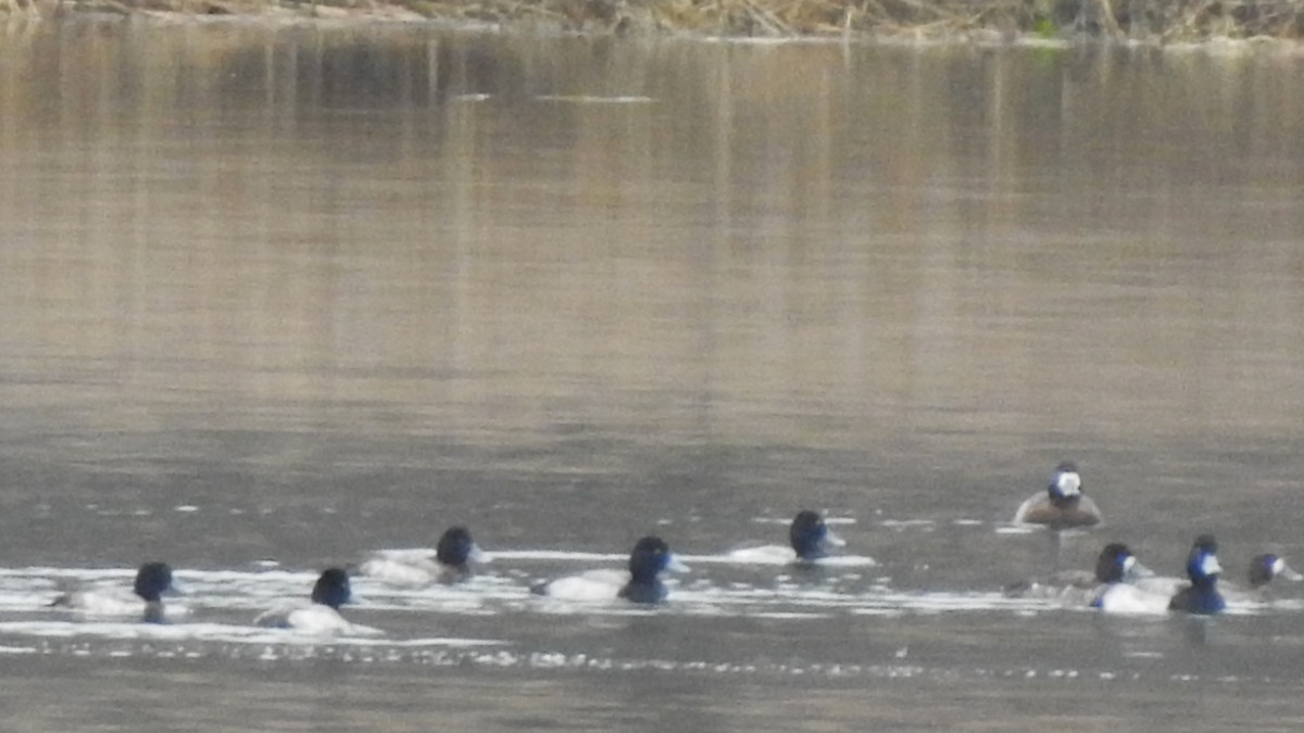 Greater Scaup - Vincent Glasser