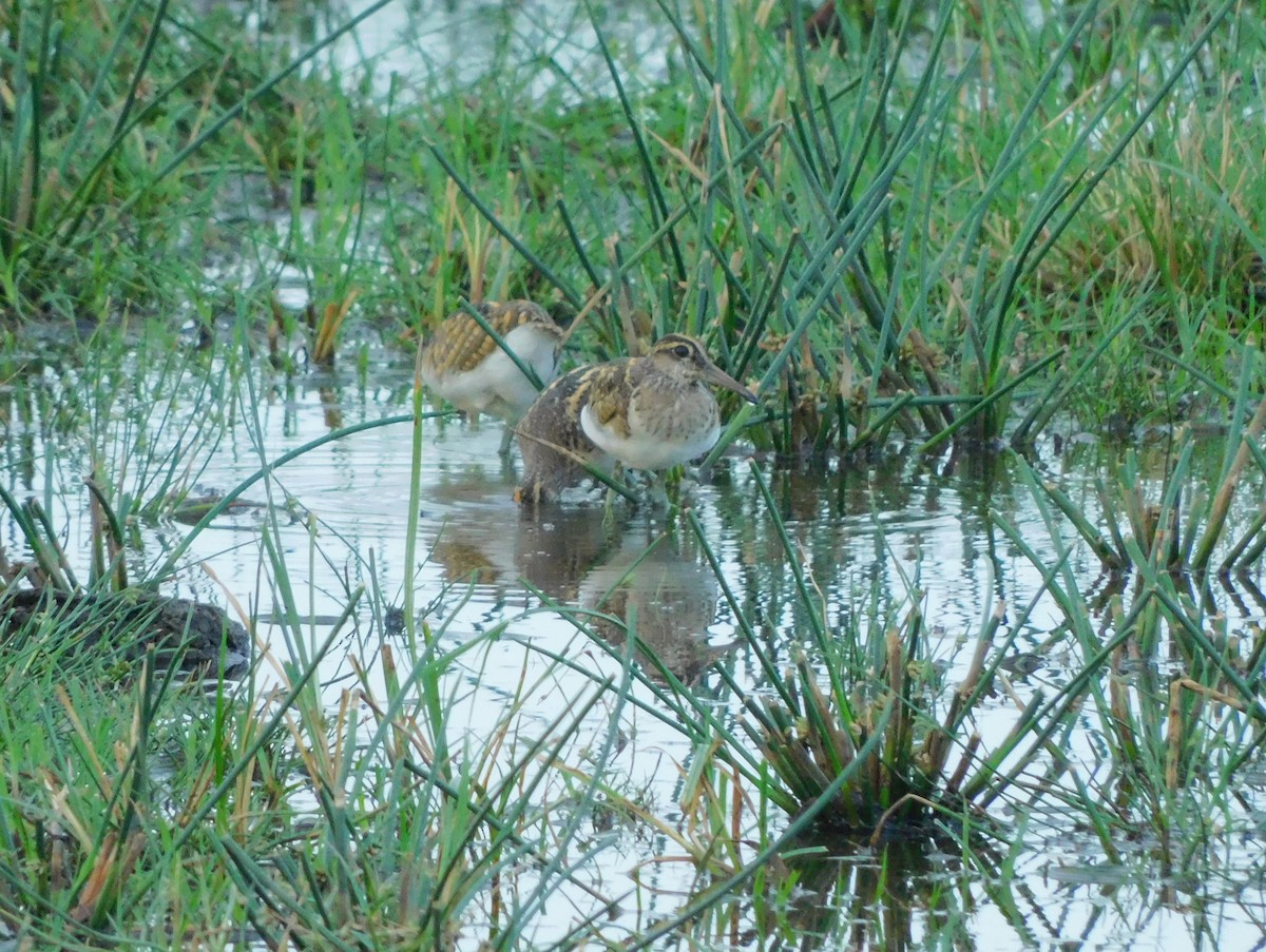 Greater Painted-Snipe - ML612560097