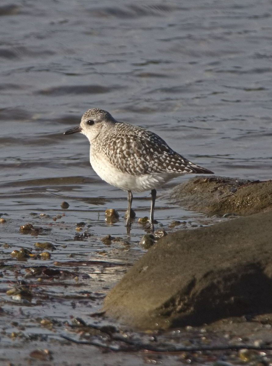 Black-bellied Plover - ML612560103