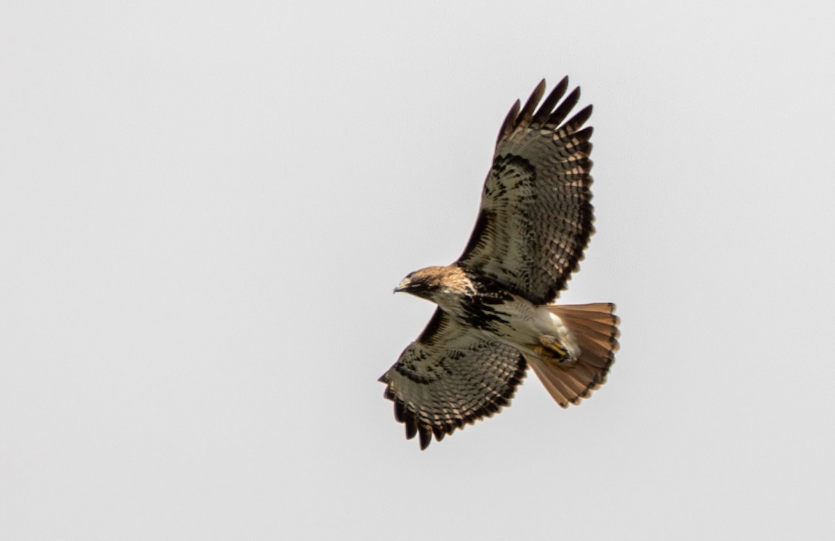 Red-tailed Hawk - ML612560115
