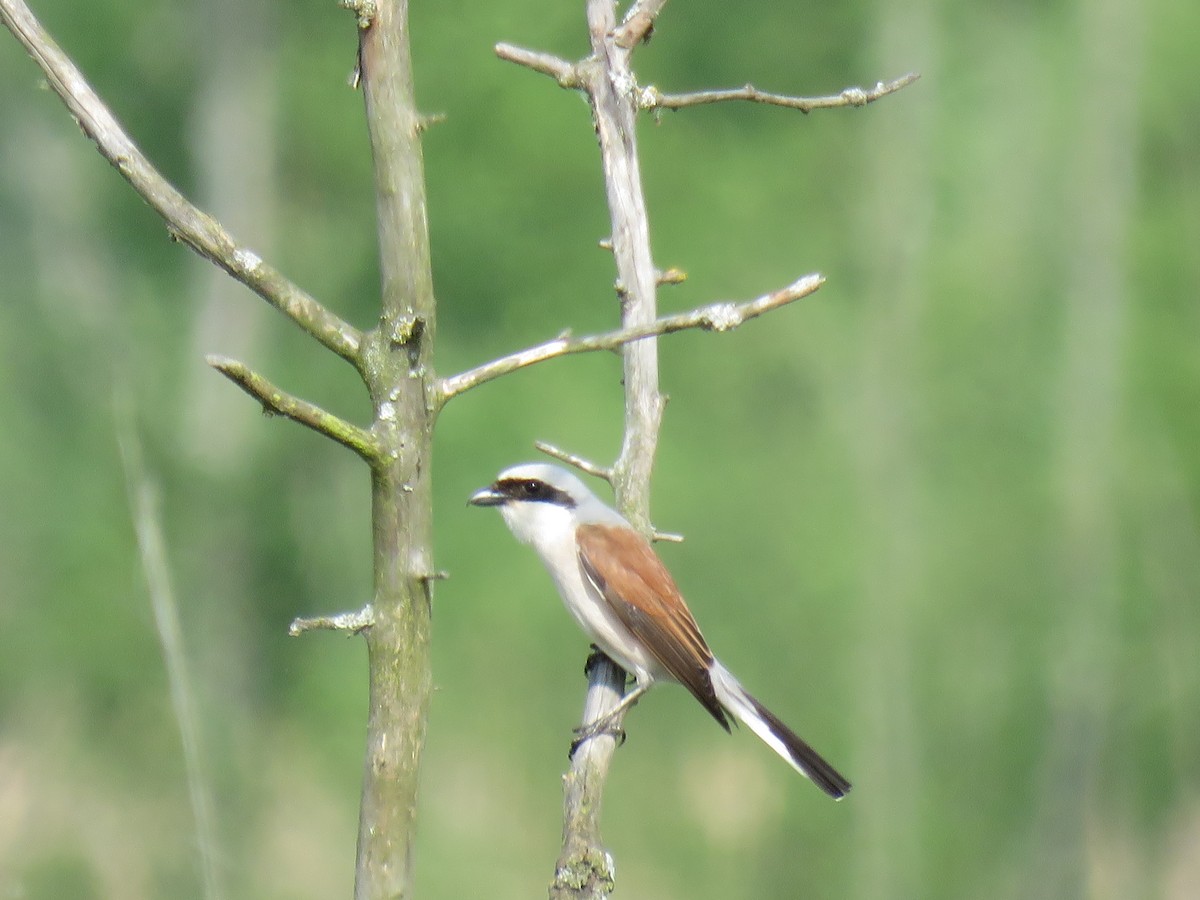 Red-backed Shrike - Daniel Booker