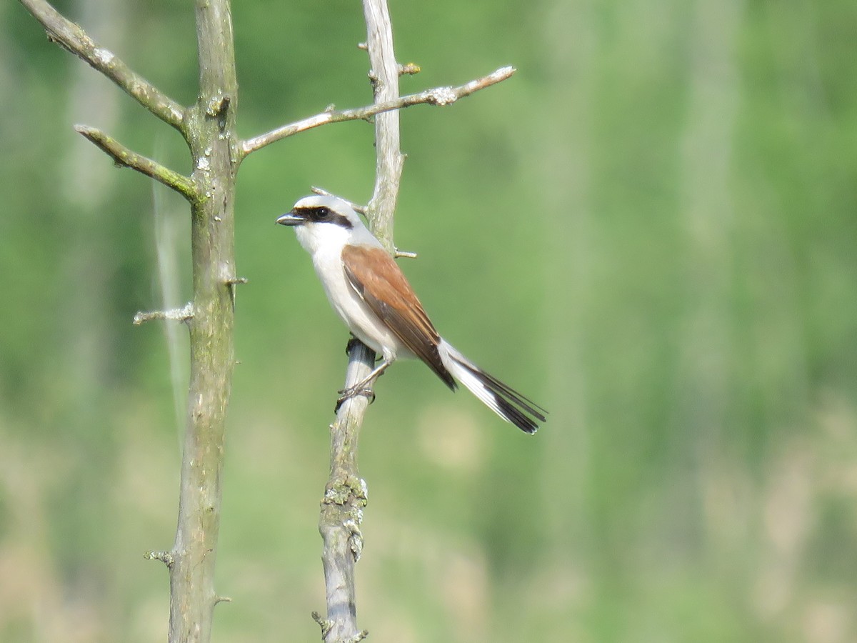 ťuhýk obecný - ML612560124