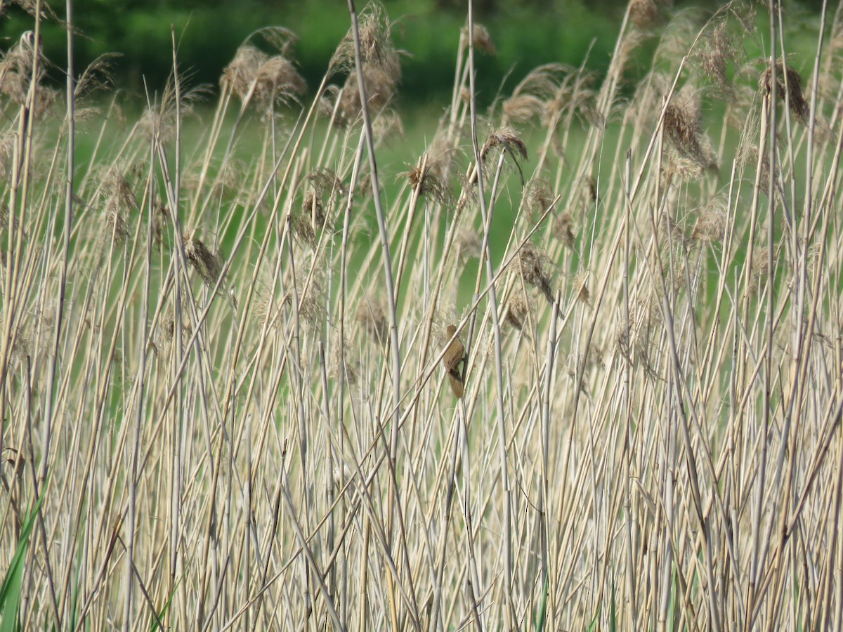 Savi's Warbler - ML612560141