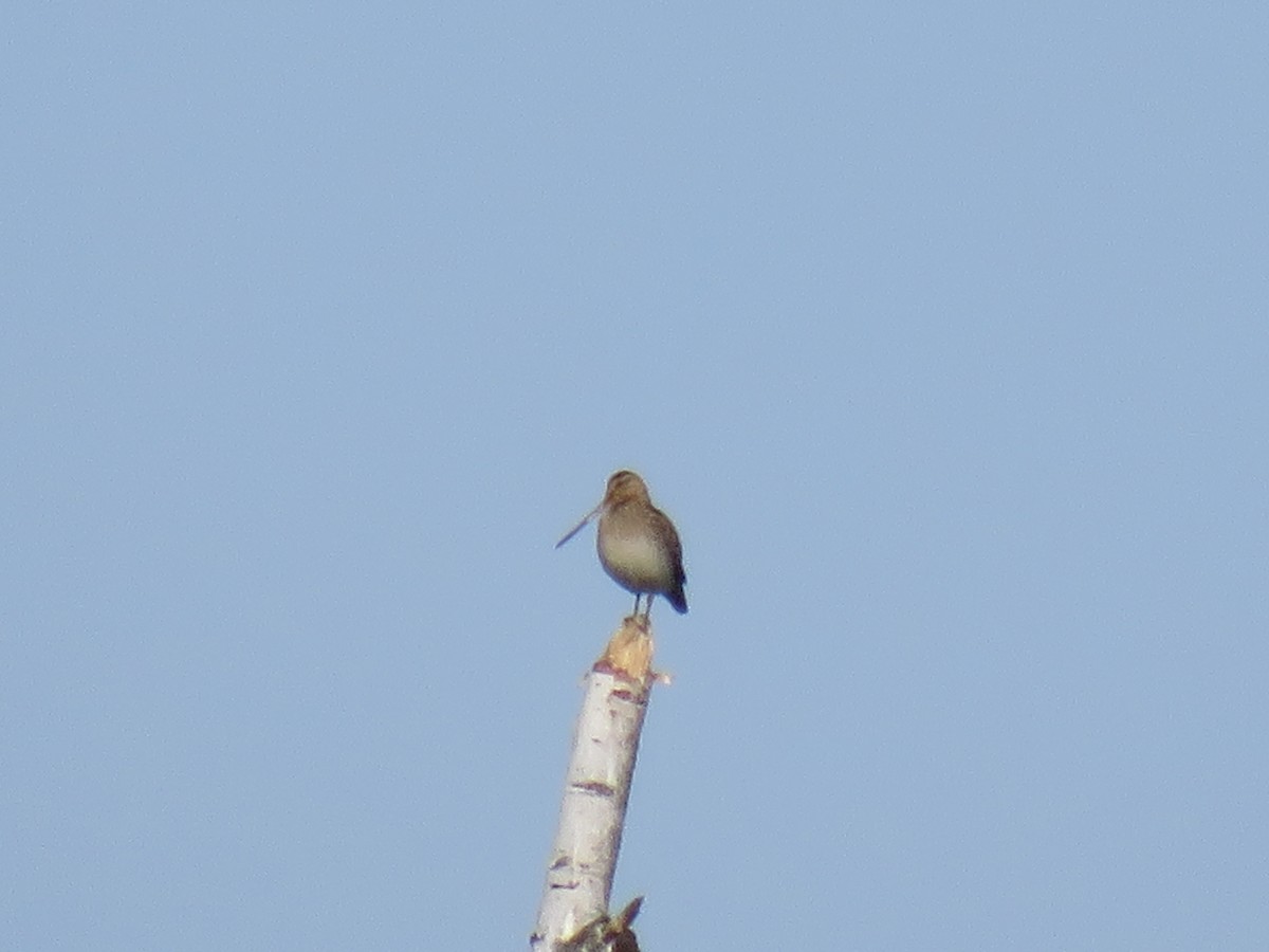 Common Snipe - ML612560159