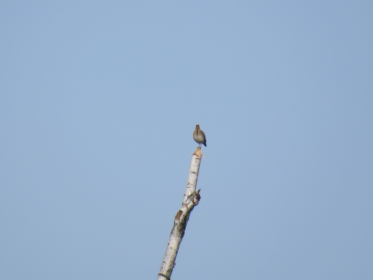 Common Snipe - ML612560160