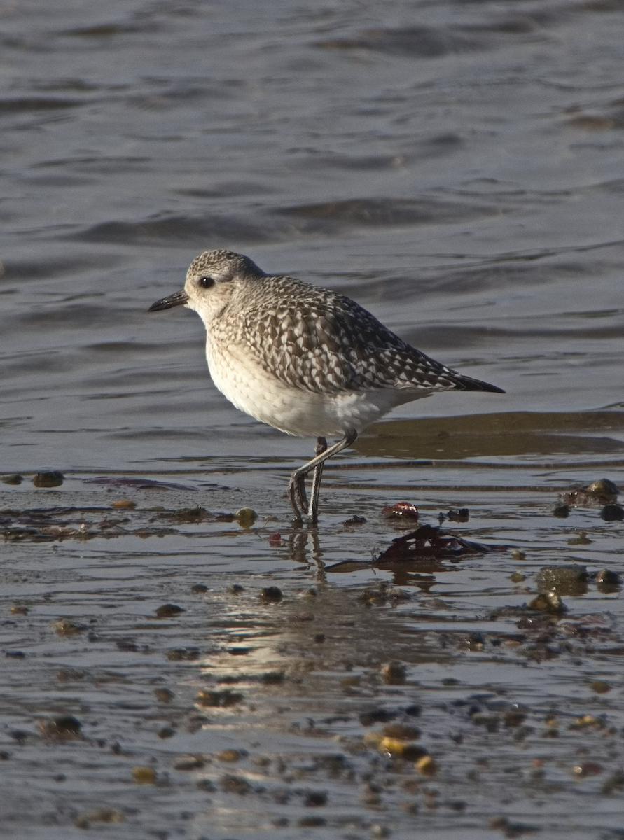 Black-bellied Plover - ML612560183