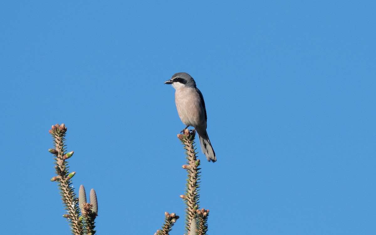 Iberian Gray Shrike - ML612560184