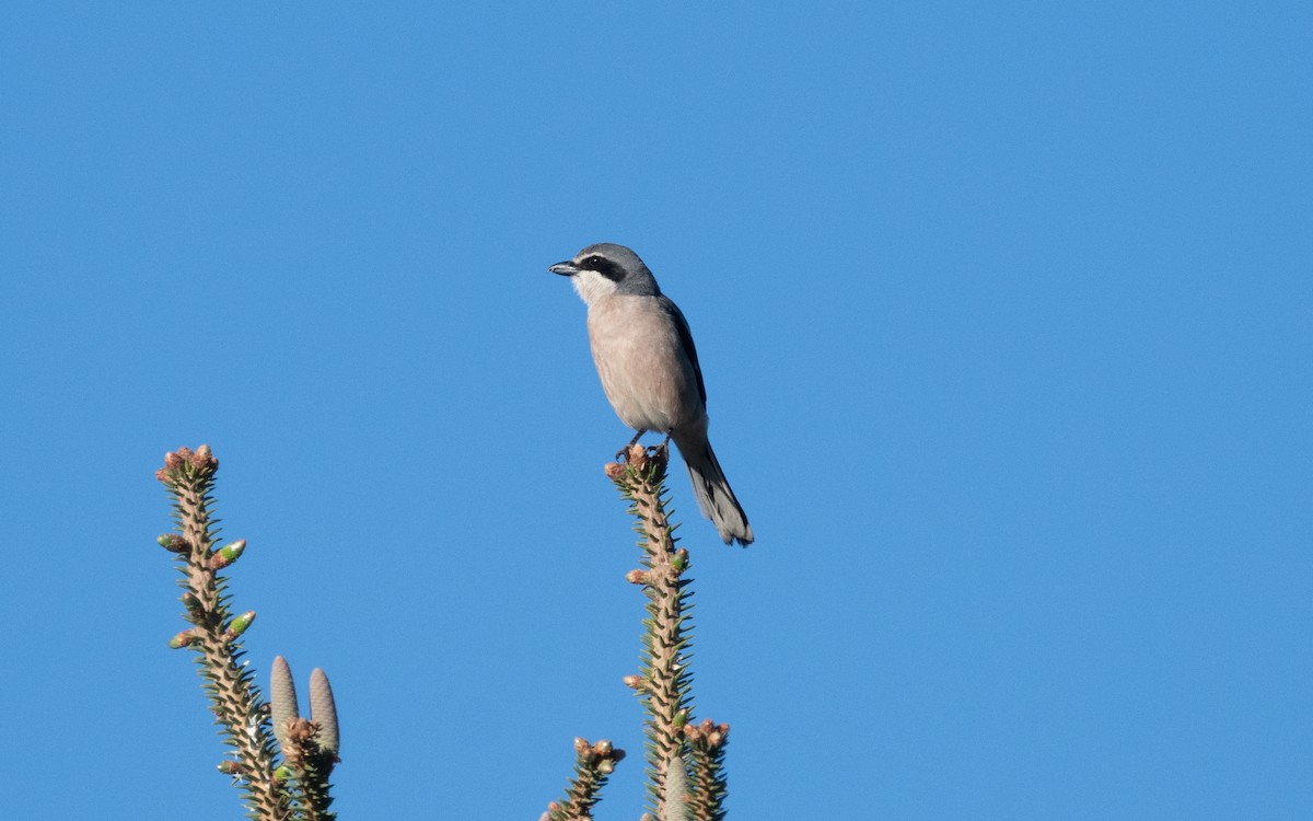 Iberian Gray Shrike - ML612560185