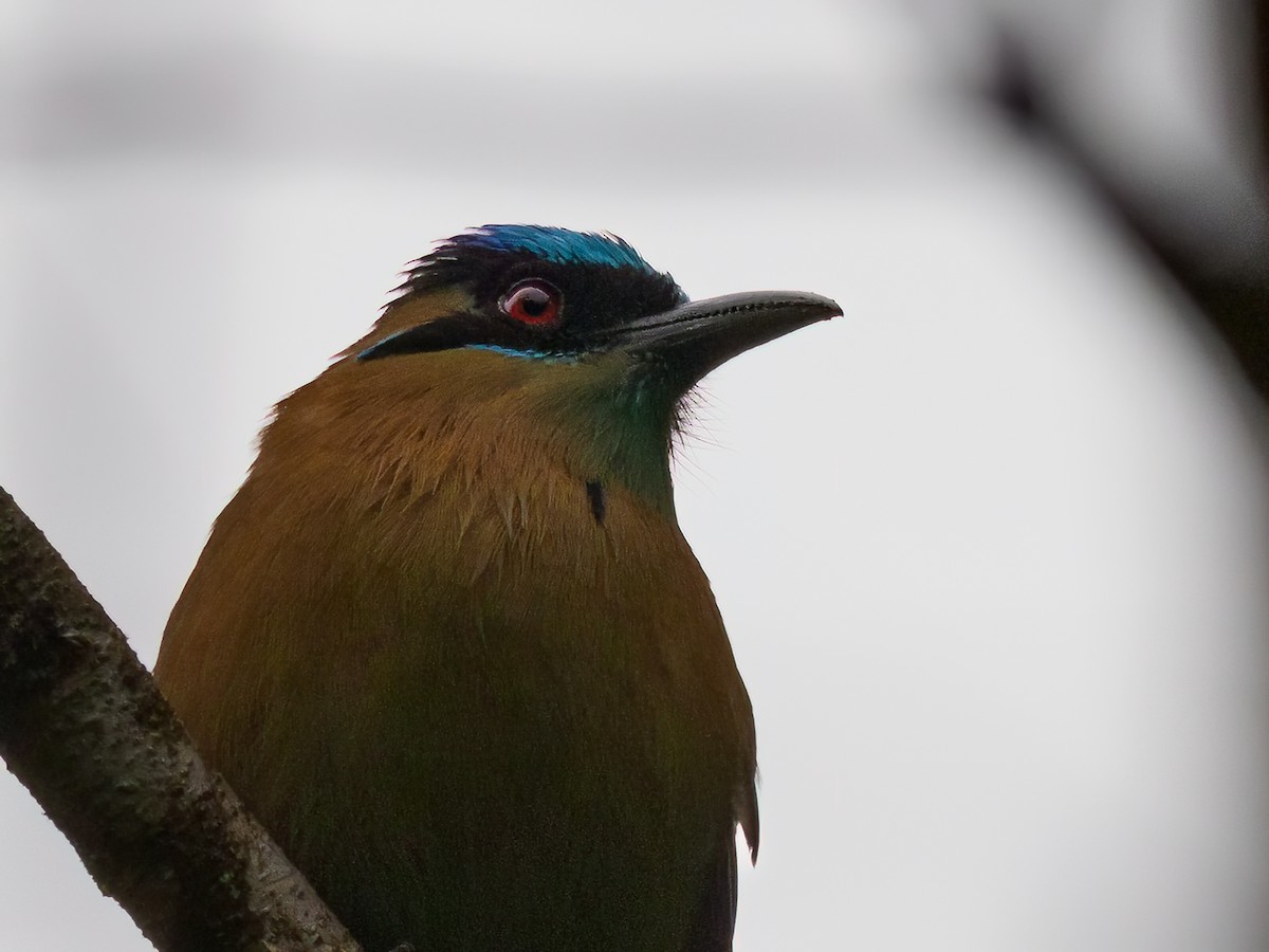 Motmot de Lesson - ML612560191