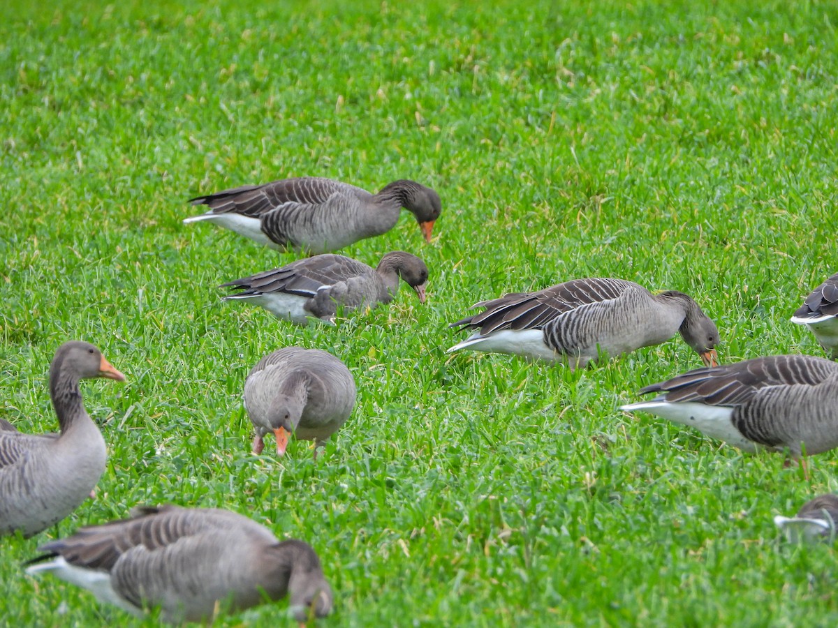 Greater White-fronted Goose - ML612560255