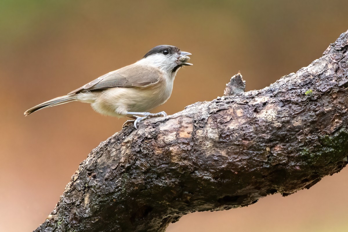 Marsh Tit - ML612560256