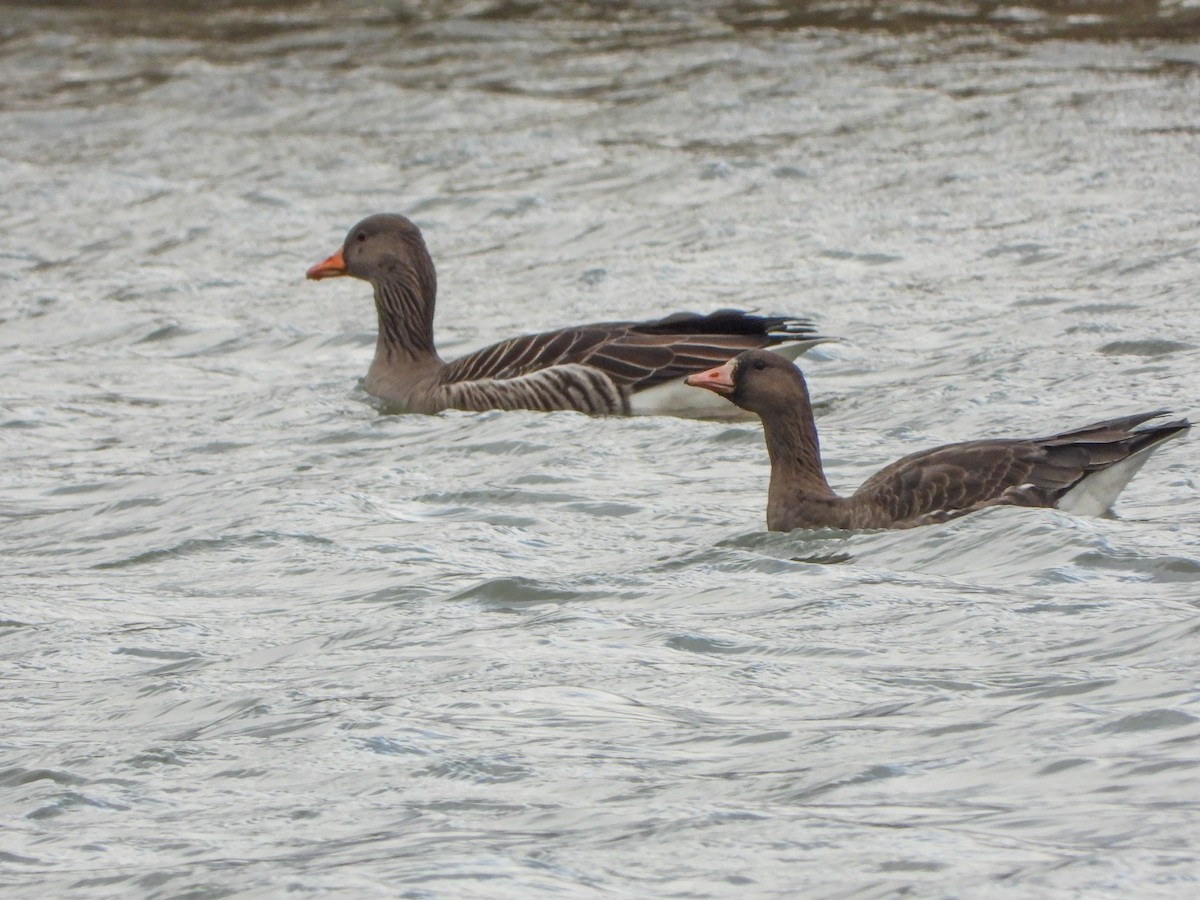 Greater White-fronted Goose - ML612560259