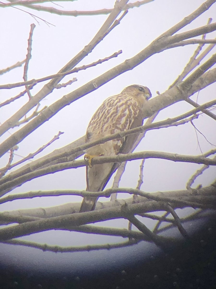 Merlin - ML612560374