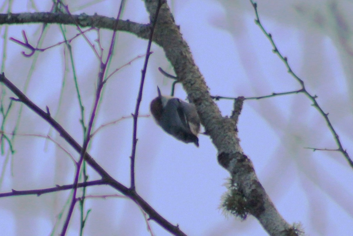 Brown-headed Nuthatch - ML612560415