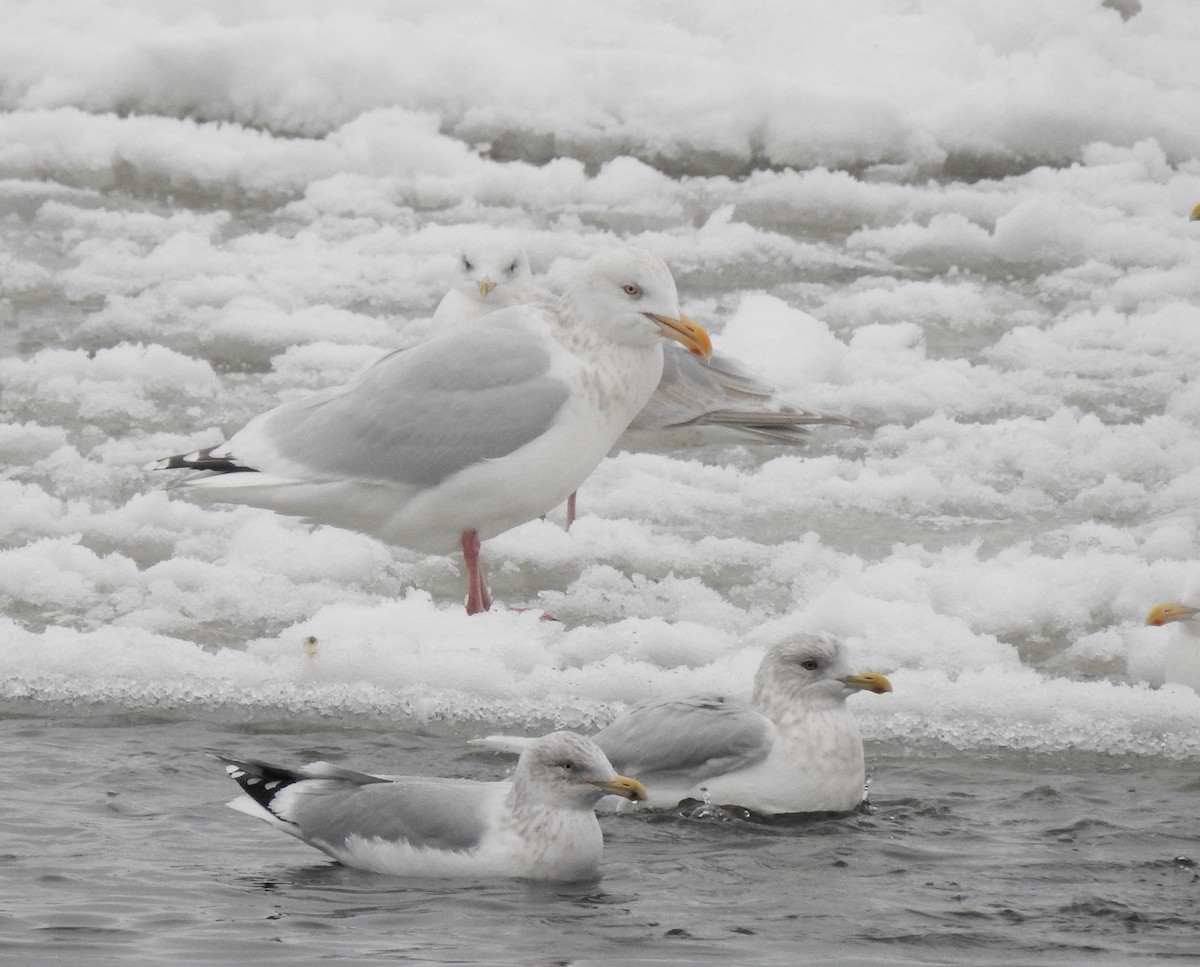 Herring x Glaucous Gull (hybrid) - Jules-Alex Banville