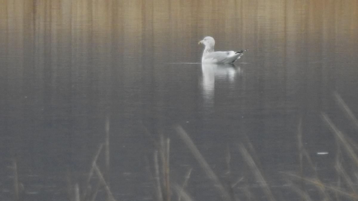 Herring Gull - Vincent Glasser